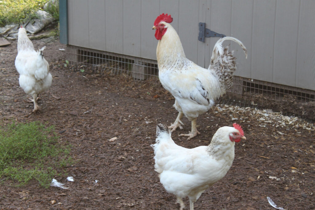 A white rooster with a red comb and two white hens in front of a coop