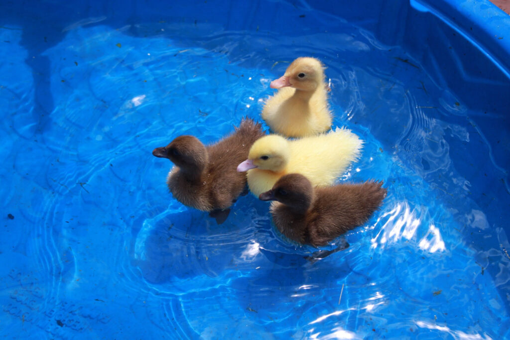 Four ducklings, two yellow and two brown, swimming in a plastic kiddie pool