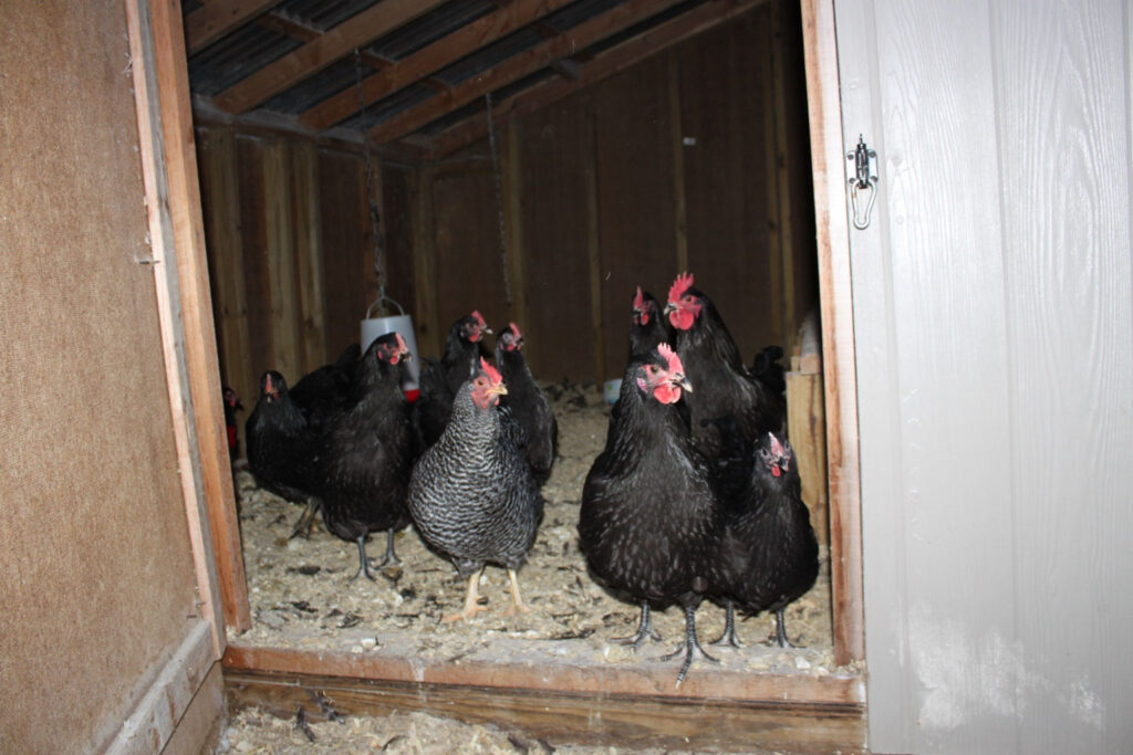 A group of black hens and one barred hen standing in a coop doorway