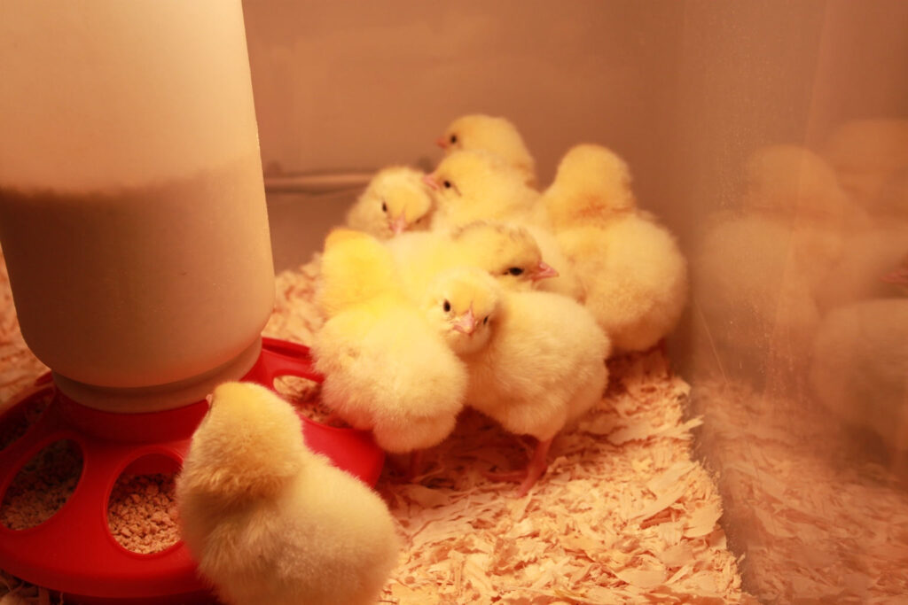 Yellow chicks huddled around a red feeder under a warm heat lamp